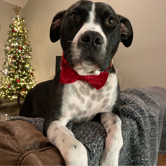 Meet your Posher, Christine - Picture 5 of 16